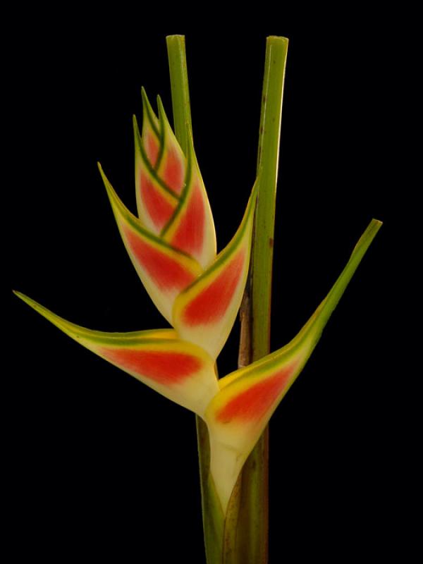 Heliconia bihai