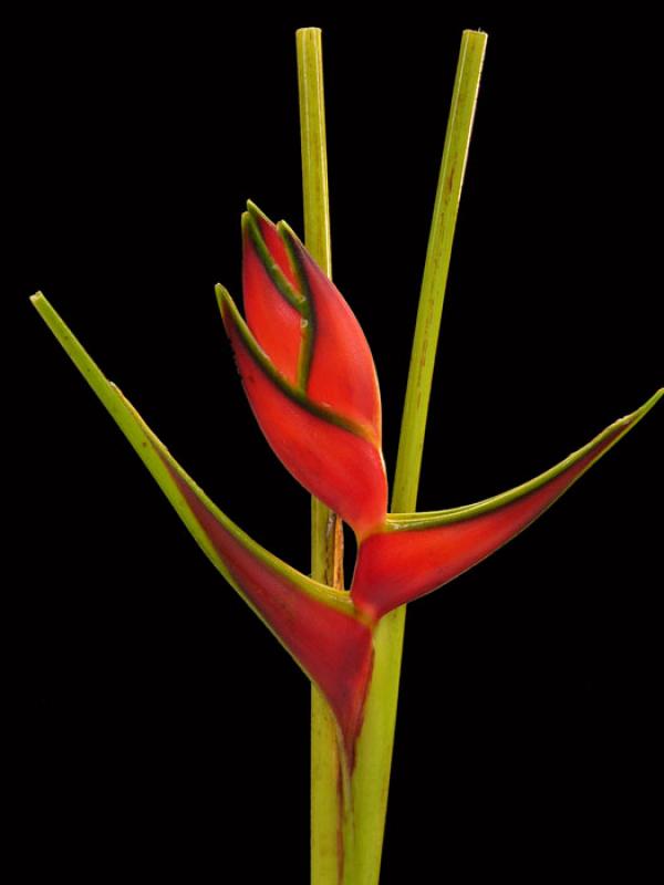 Heliconia bihai