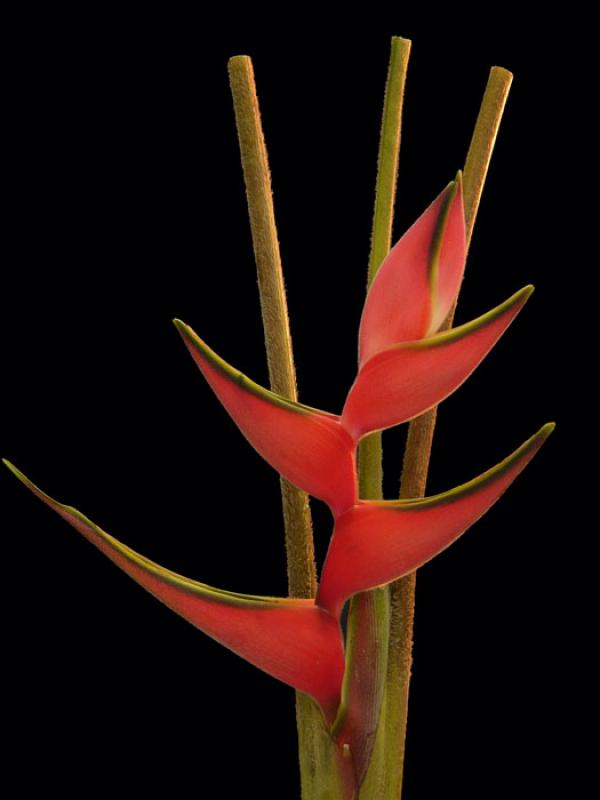 Heliconia bihai