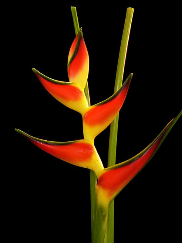 Heliconia bihai