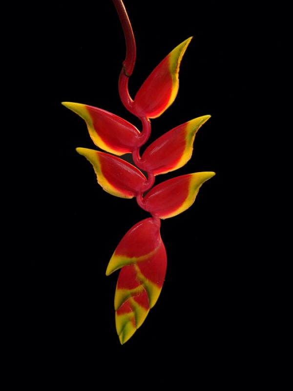 Heliconia rostrata