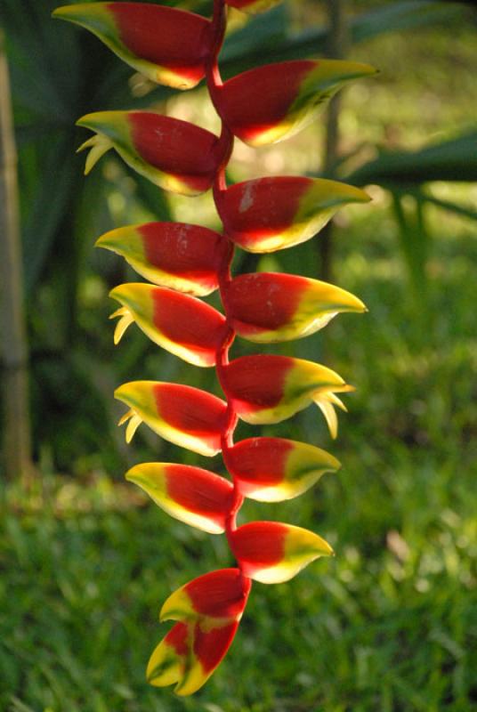 Heliconia rostrata