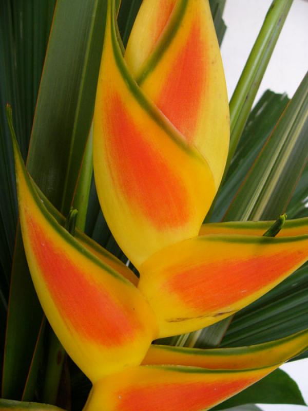 Heliconia bihai