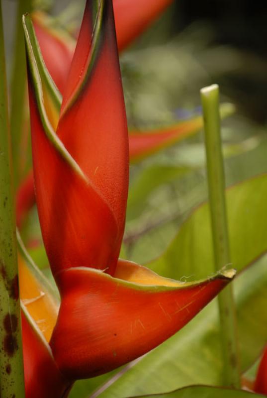 Heliconia bihai