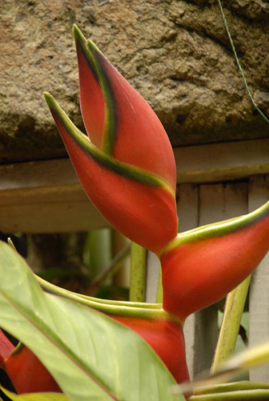 Heliconia bihai