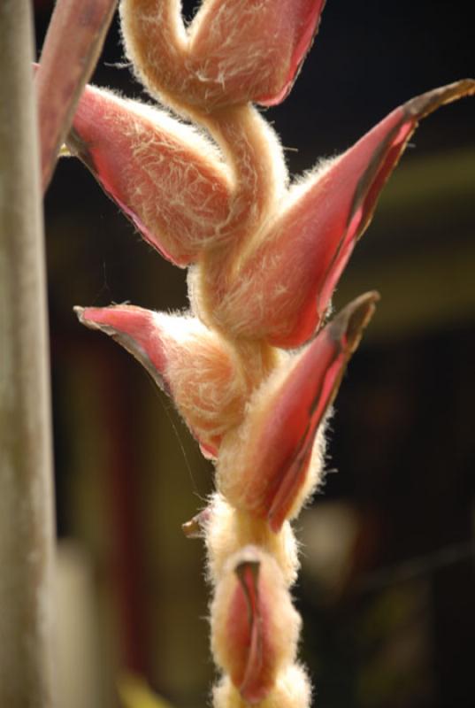 Heliconia rostrata