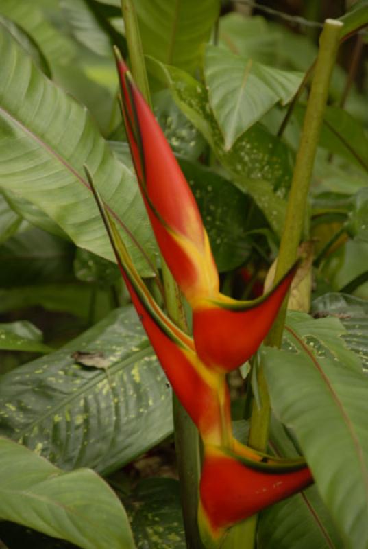 Heliconia bihai