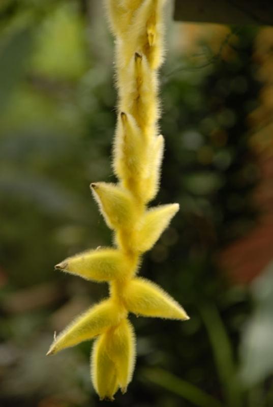 Heliconia rostrata