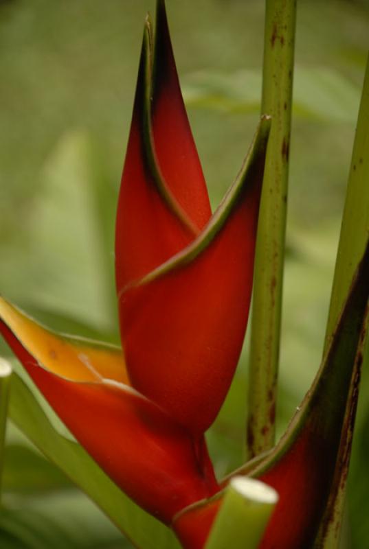 Heliconia bihai