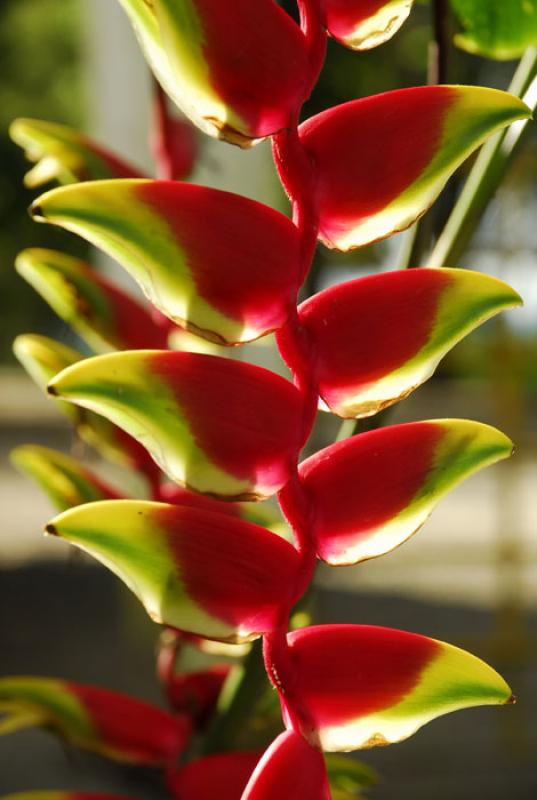 Heliconia rostrata