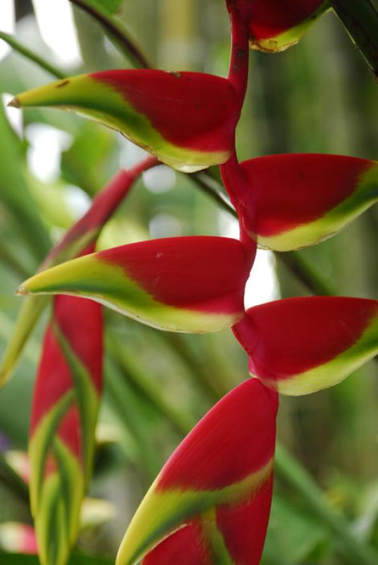 Heliconia rostrata