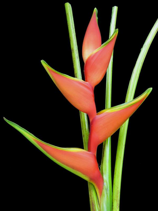 Heliconia bihai