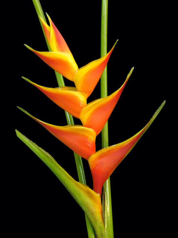 Heliconia bihai