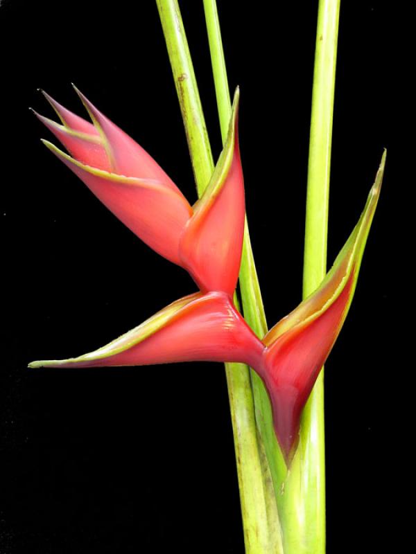 Heliconia bihai