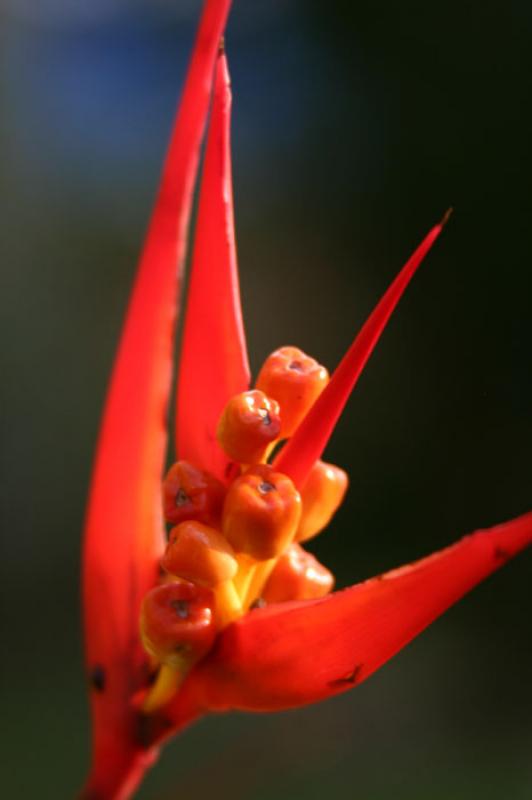 Heliconia acuminata