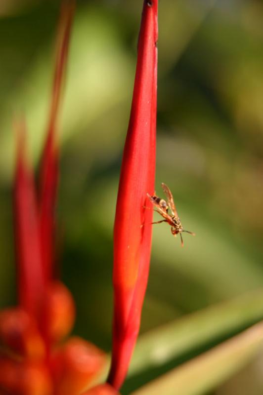 Heliconia acuminata