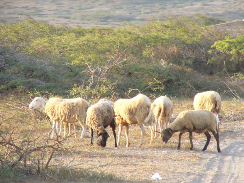 Ovejas Pastando, Cabo de la Vela, Peninsula de la ...