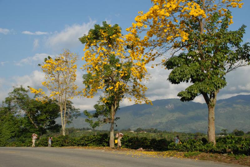 Tabebuia chrysantha, Eje Cafetero, Quindio, Armeni...