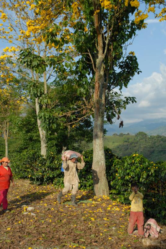 Eje Cafetero, Quindio, Armenia, Colombia