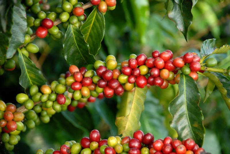 Granos de Cafe, Eje Cafetero, Quindio, Armenia, Co...