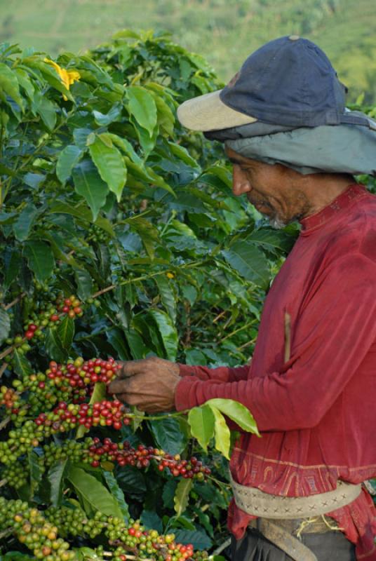 Recolector de Cafe, Eje Cafetero, Quindio, Armenia...