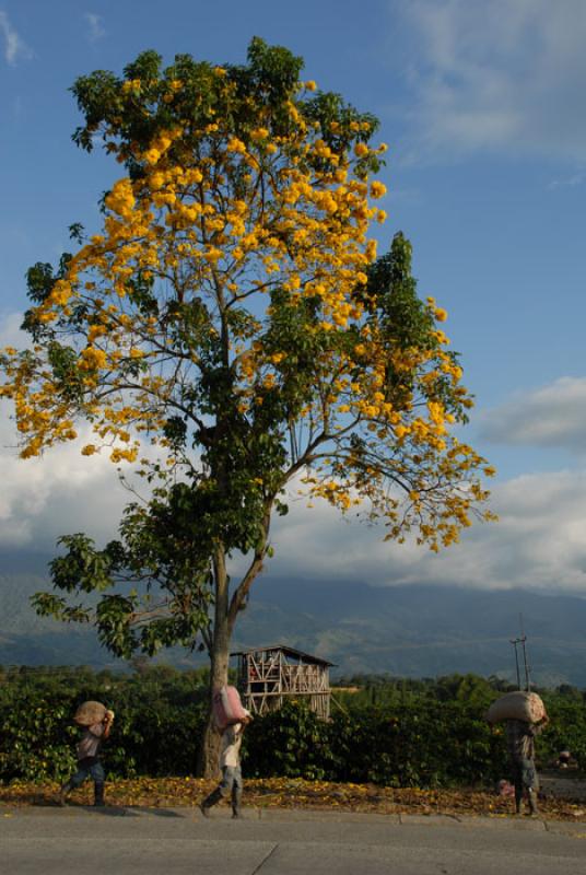 Eje Cafetero, Quindio, Armenia, Colombia