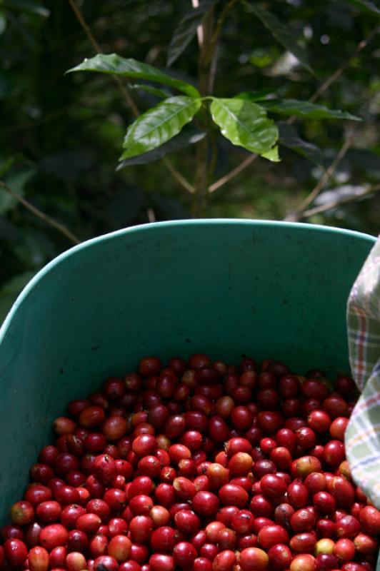 Granos de Cafe, Eje Cafetero, Quindio, Armenia, Co...