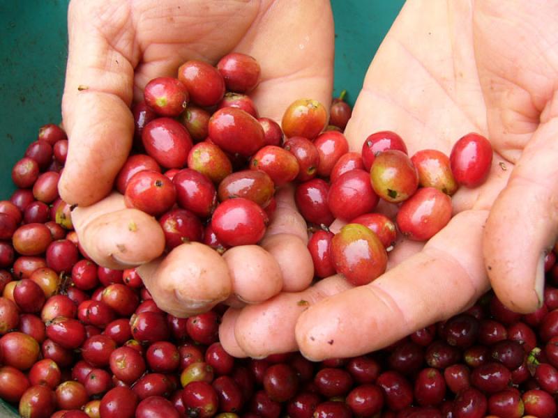 Granos de Cafe, Eje Cafetero, Quindio, Armenia, Co...