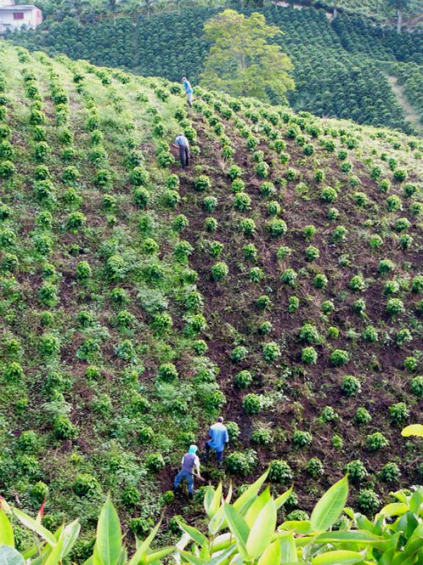 Cultivos de Cafe, Eje Cafetero, Quindio, Armenia, ...