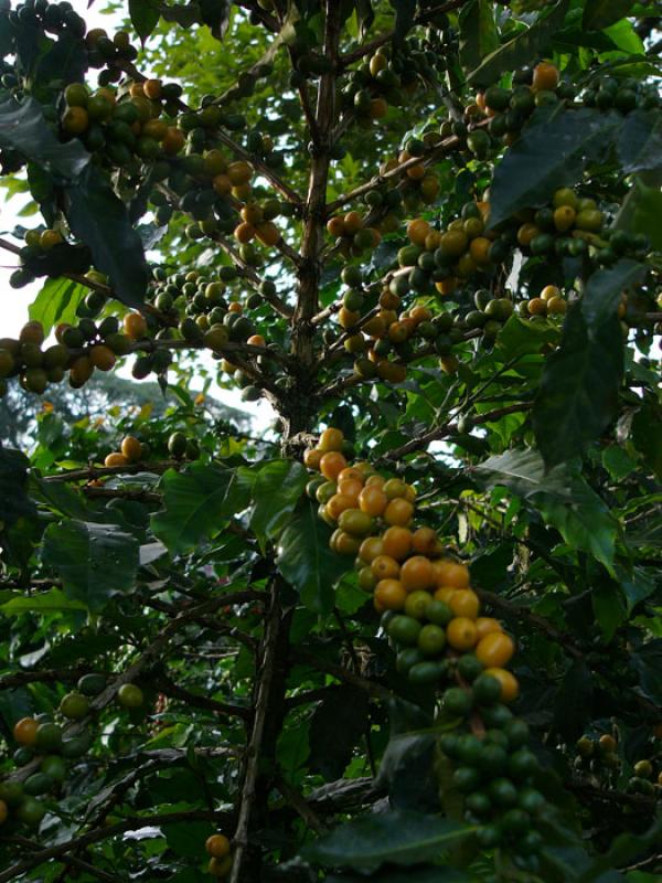 Granos de Cafe, Eje Cafetero, Quindio, Armenia, Co...