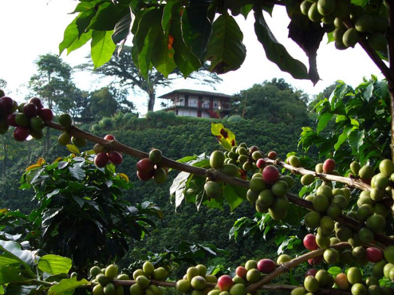 Finca Cafetera, Eje Cafetero, Quindio, Armenia, Co...