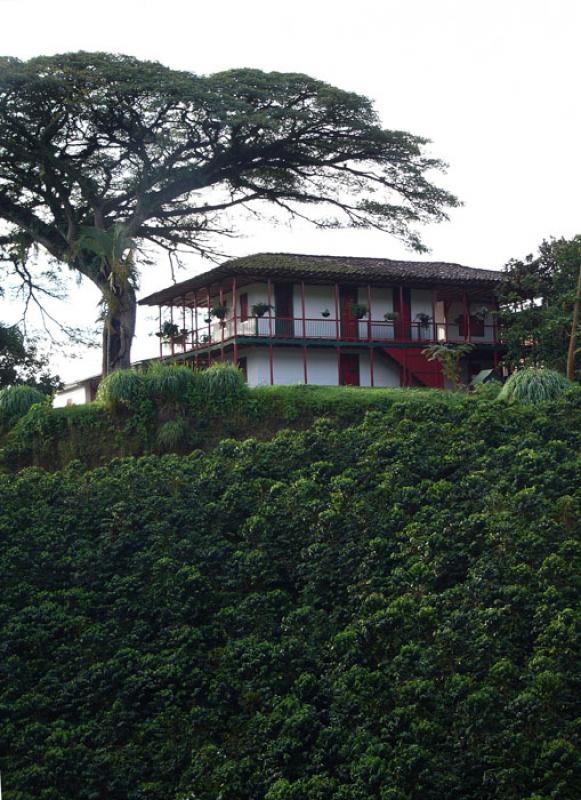 Finca Cafetera, Eje Cafetero, Quindio, Armenia, Co...