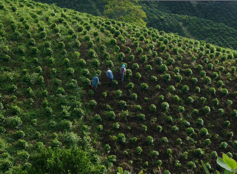 Cultivos de Cafe, Eje Cafetero, Quindio, Armenia, ...