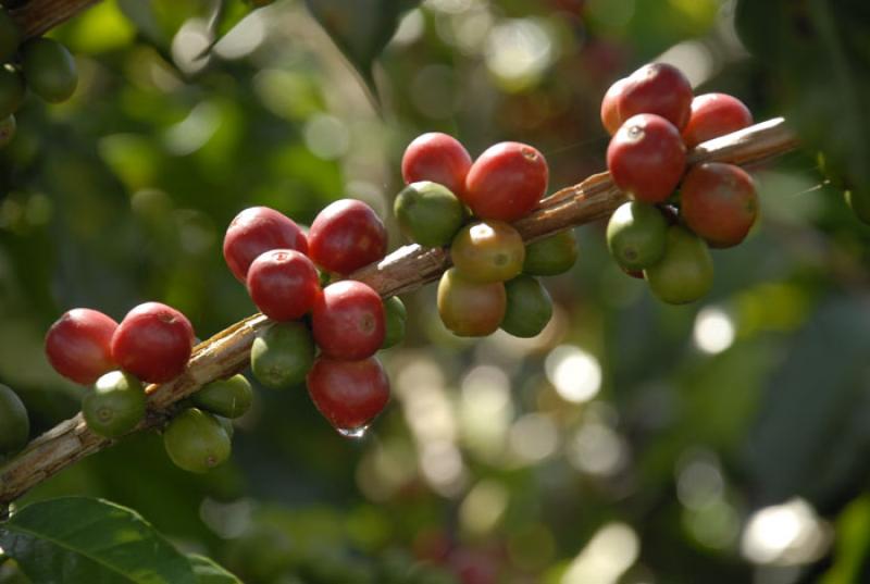 Granos de Cafe, Eje Cafetero, Quindio, Armenia, Co...