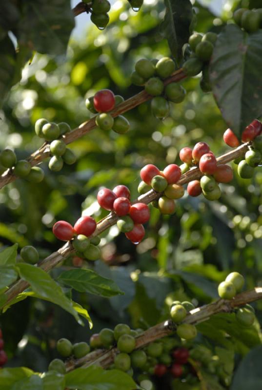 Granos de Cafe, Eje Cafetero, Quindio, Armenia, Co...