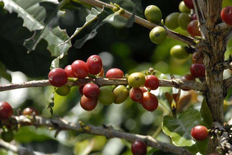 Granos de Cafe, Eje Cafetero, Quindio, Armenia, Co...