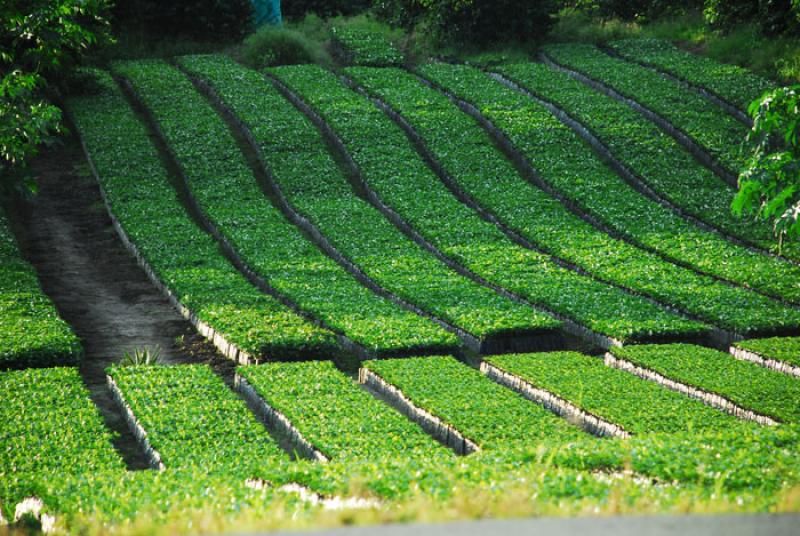 Cultivos de Cafe, Eje Cafetero, Quindio, Armenia, ...