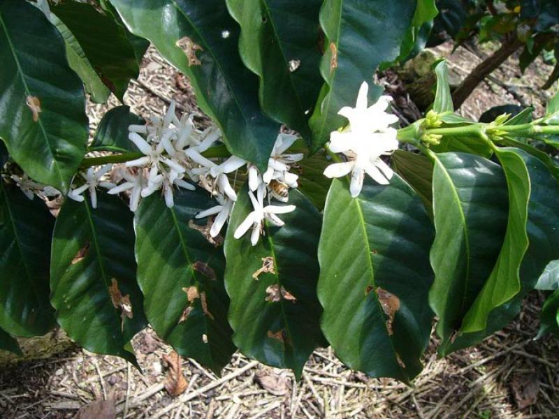 Coffea arabica, Eje Cafetero, Quindio, Armenia, Co...