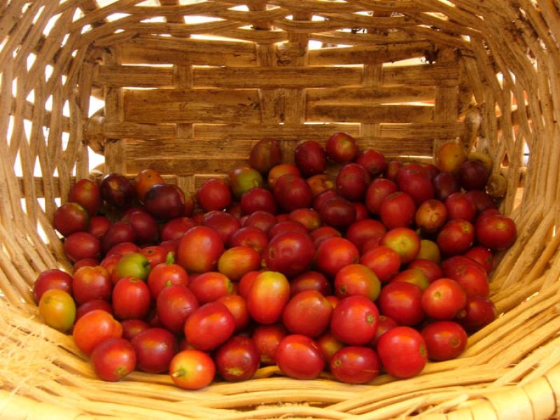 Granos de Cafe, Eje Cafetero, Quindio, Armenia, Co...