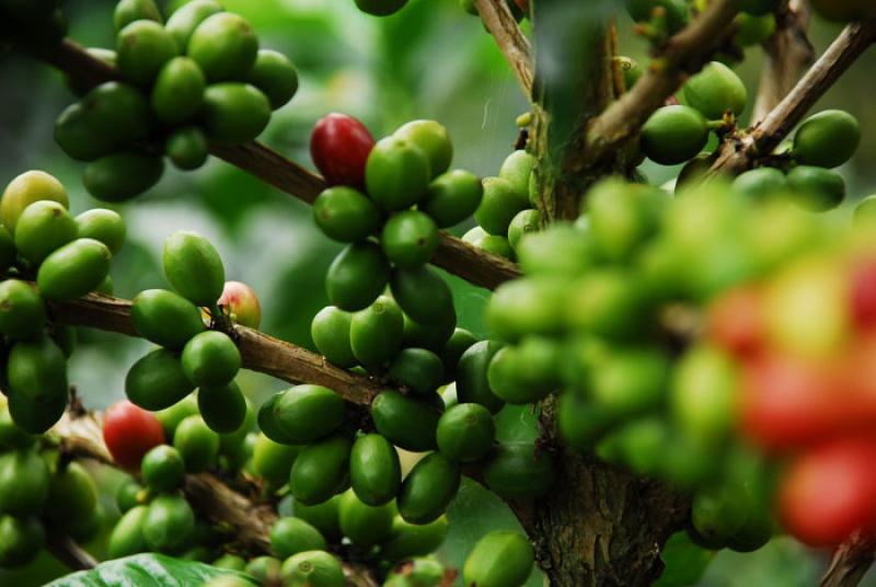 Granos de Cafe, Eje Cafetero, Quindio, Armenia, Co...