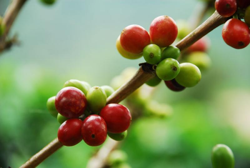 Granos de Cafe, Eje Cafetero, Quindio, Armenia, Co...