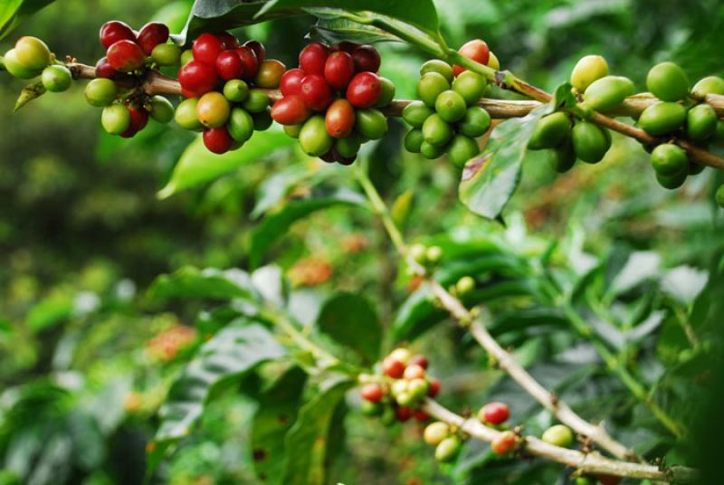 Granos de Cafe, Eje Cafetero, Quindio, Armenia, Co...