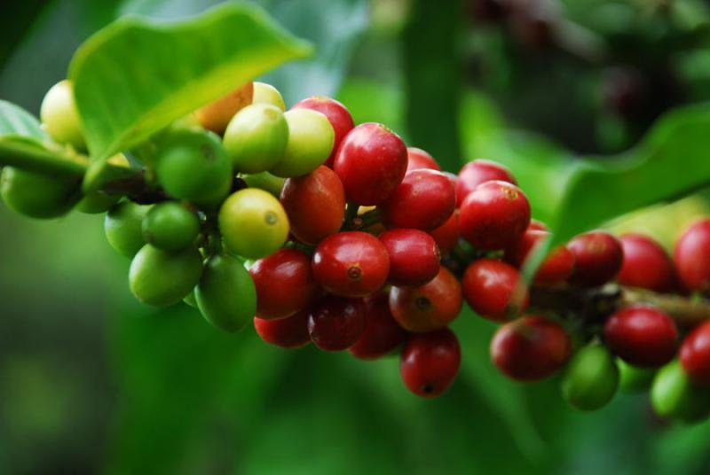 Granos de Cafe, Eje Cafetero, Quindio, Armenia, Co...