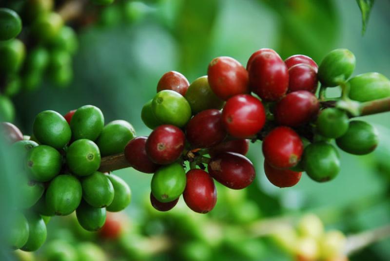 Granos de Cafe, Eje Cafetero, Quindio, Armenia, Co...