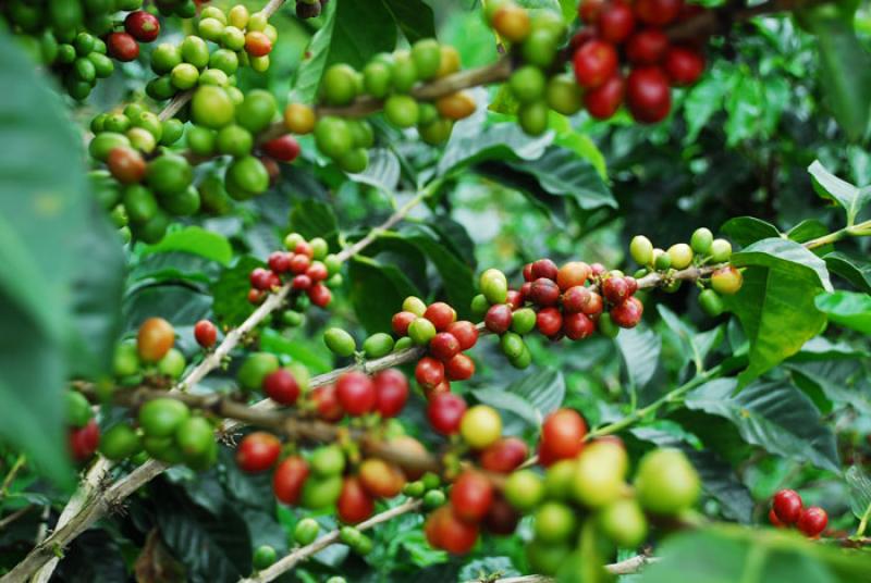 Granos de Cafe, Eje Cafetero, Quindio, Armenia, Co...