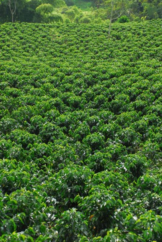 Cultivos de Cafe, Eje Cafetero, Quindio, Armenia, ...