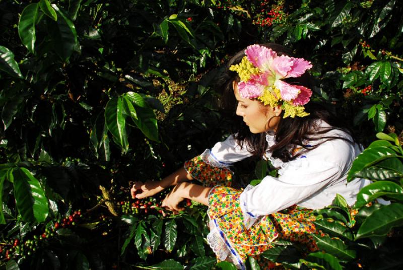 Recolectora de Cafe, Eje Cafetero, Quindio, Armeni...