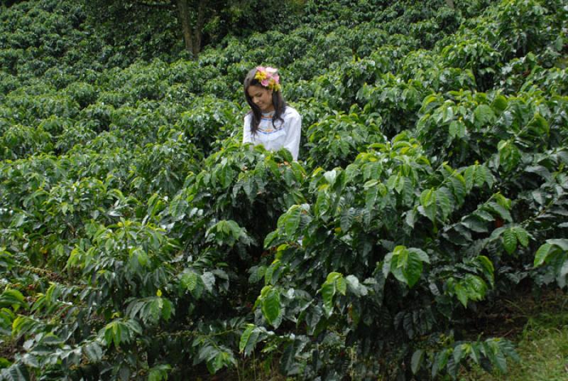 Recolectora de Cafe, Eje Cafetero, Quindio, Armeni...