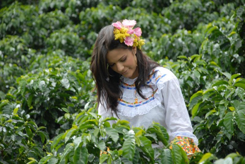 Recolectora de Cafe, Eje Cafetero, Quindio, Armeni...