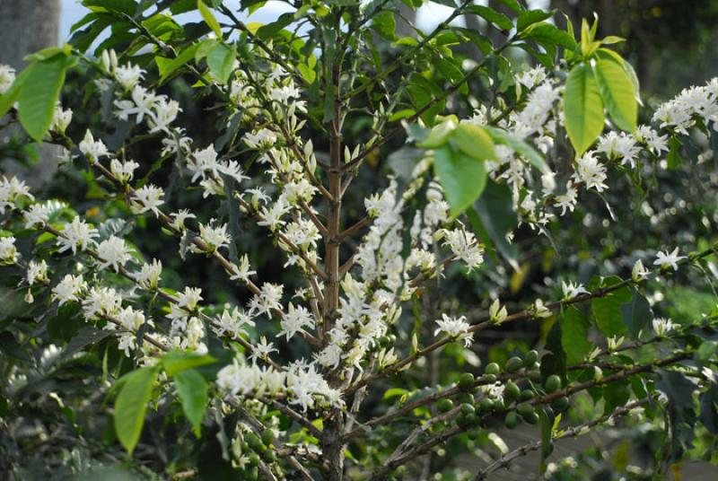 Coffea arabica, Eje Cafetero, Quindio, Armenia, Co...